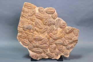 Foot Plate Of Large Asaphid Trilobites - Spectacular Display #133241