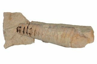 Ordovician Cephalopod (Actinoceras) Fossil - Wisconsin #220859