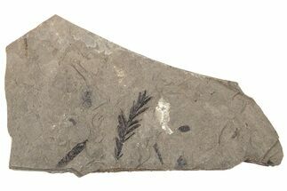 Metasequoia Fossil Plate - McAbee Fossil Beds, BC #221150