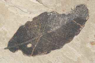 Fossil Leaf (Fagopsis) - McAbee Fossil Beds, BC #221133