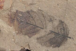 Fossil Leaf (Betula) - McAbee Fossil Beds, BC #221141