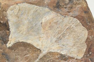Fossil Ginkgo Leaves From North Dakota - Paleocene #221224