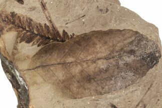 Fossil Leaf (Fagopsis, Metasequoia sp) Plate #221188