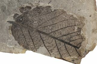 Fossil Leaf (Fagus sp) - McAbee Fossil Beds, BC #221189