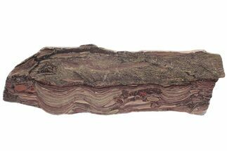 Polished Domal Stromatolite Slab - Billion Years Old #221456