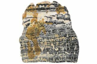 Proterozoic Columnar Stromatolite (Asperia) Slab - Australia #221484