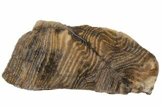 Strelley Pool Stromatolite Section - Billion Years Old #221594