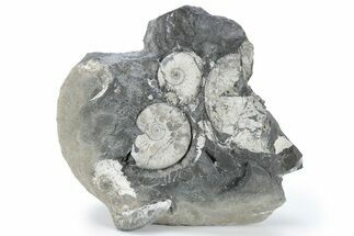 Jurassic Ammonite (Kosmoceras) Cluster - England #220679
