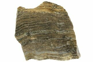 Polished Strelley Pool Stromatolite Slab - Billion Years Old #221665