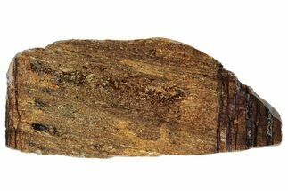 Polished Golden Amphibolite Slab - Western Australia #221673