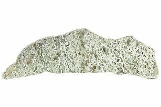 Polished Rainforest Jasper (Rhyolite) Slab - Australia #221917