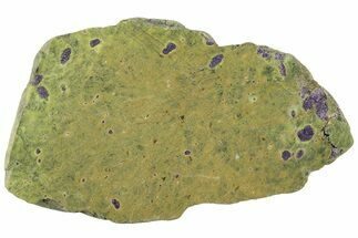 Polished Atlantisite Slab - Western Tasmania #221641