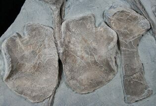 Ichthyosaur Bones - Posidonia Shale, Germany #13540