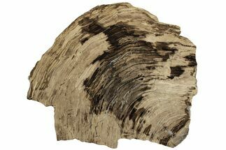 Polished Oligocene Petrified Wood (Pinus) - Australia #221132