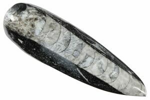 Orthoceras Silurian fossil cabochon rock/stone Select size & price ᵚ C0 