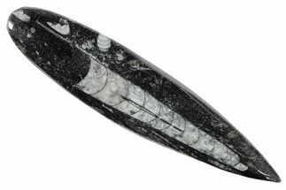 Polished Fossil Orthoceras (Cephalopod) - Morocco #216213