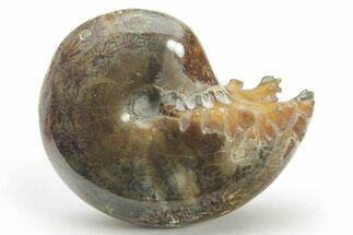Polished Agatized Ammonite (Phylloceras?) Fossil - Madagascar #220346