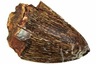 Serrated, Fossil Phytosaur (Redondasaurus) Tooth - New Mexico #219332