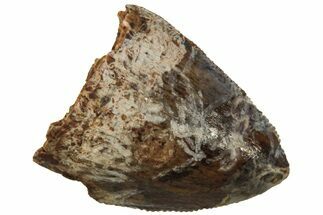 Serrated, Fossil Phytosaur (Redondasaurus) Tooth - New Mexico #219395