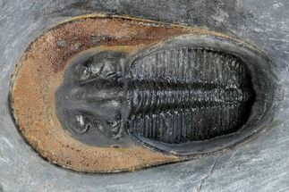 Harpes (Scotoharpes) Trilobite With Orange Head Shield #222429
