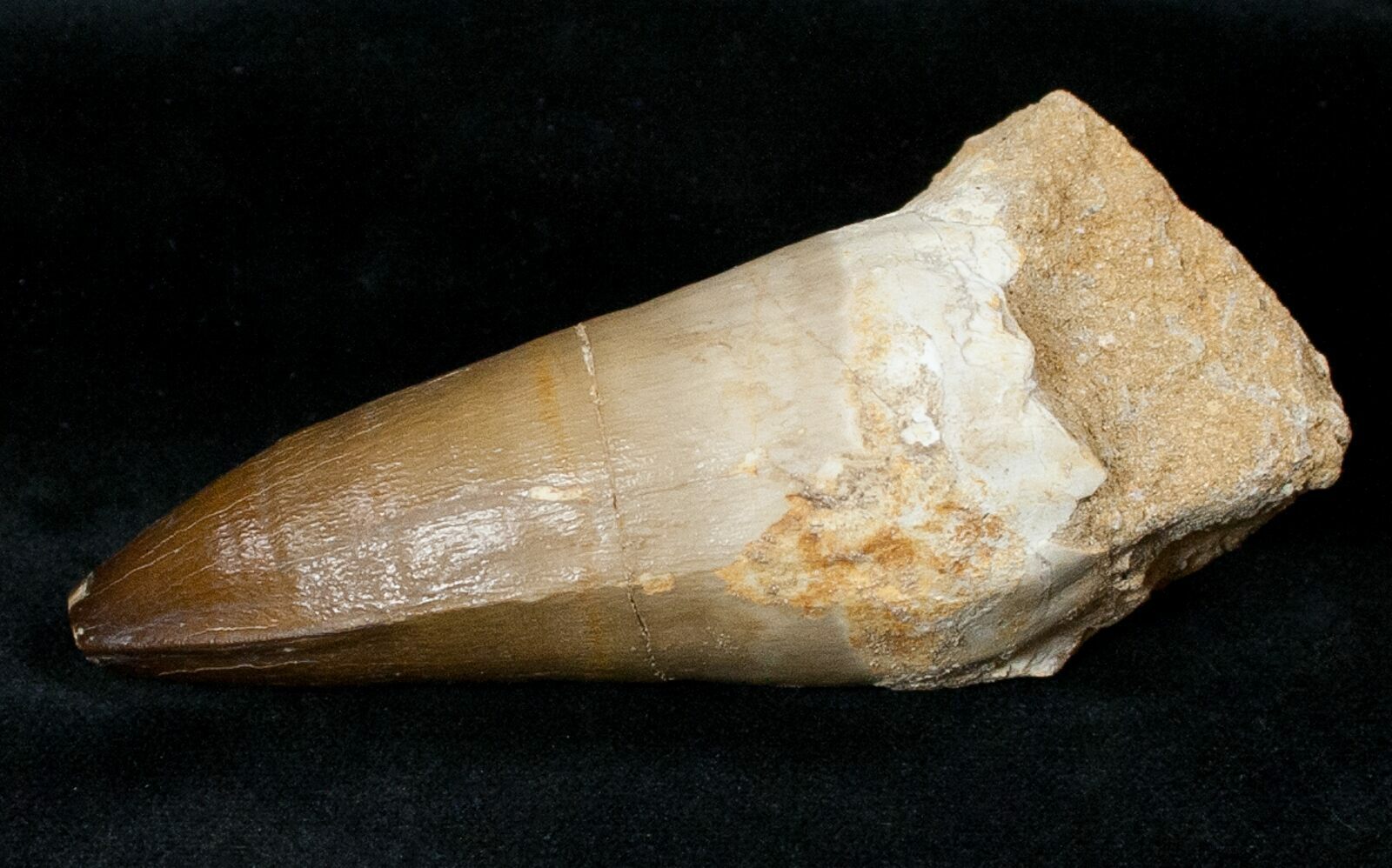 mosasaur tooth fossil
