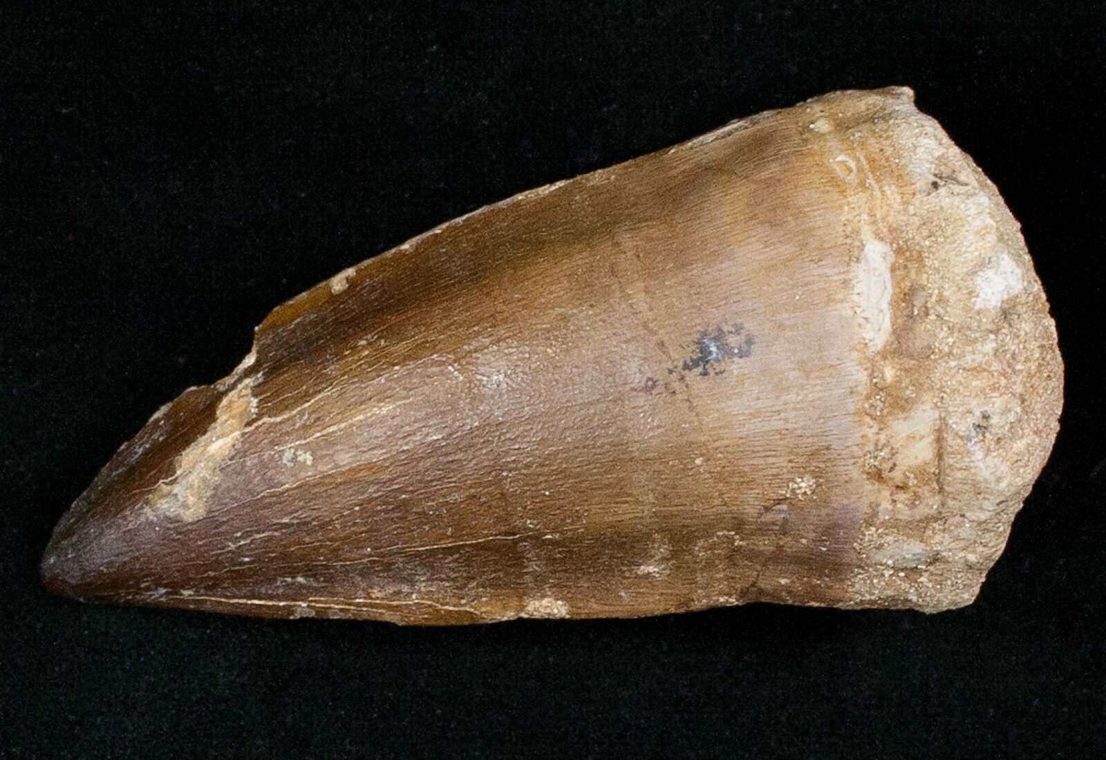 mosasaur tooth fossil