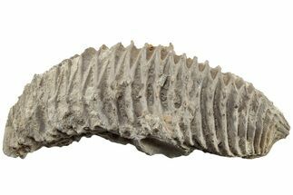 Cretaceous Fossil Oyster (Rastellum) - Texas #219202