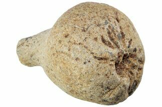 Cretaceous Fossil Sponge (Siphonia) - France #219301