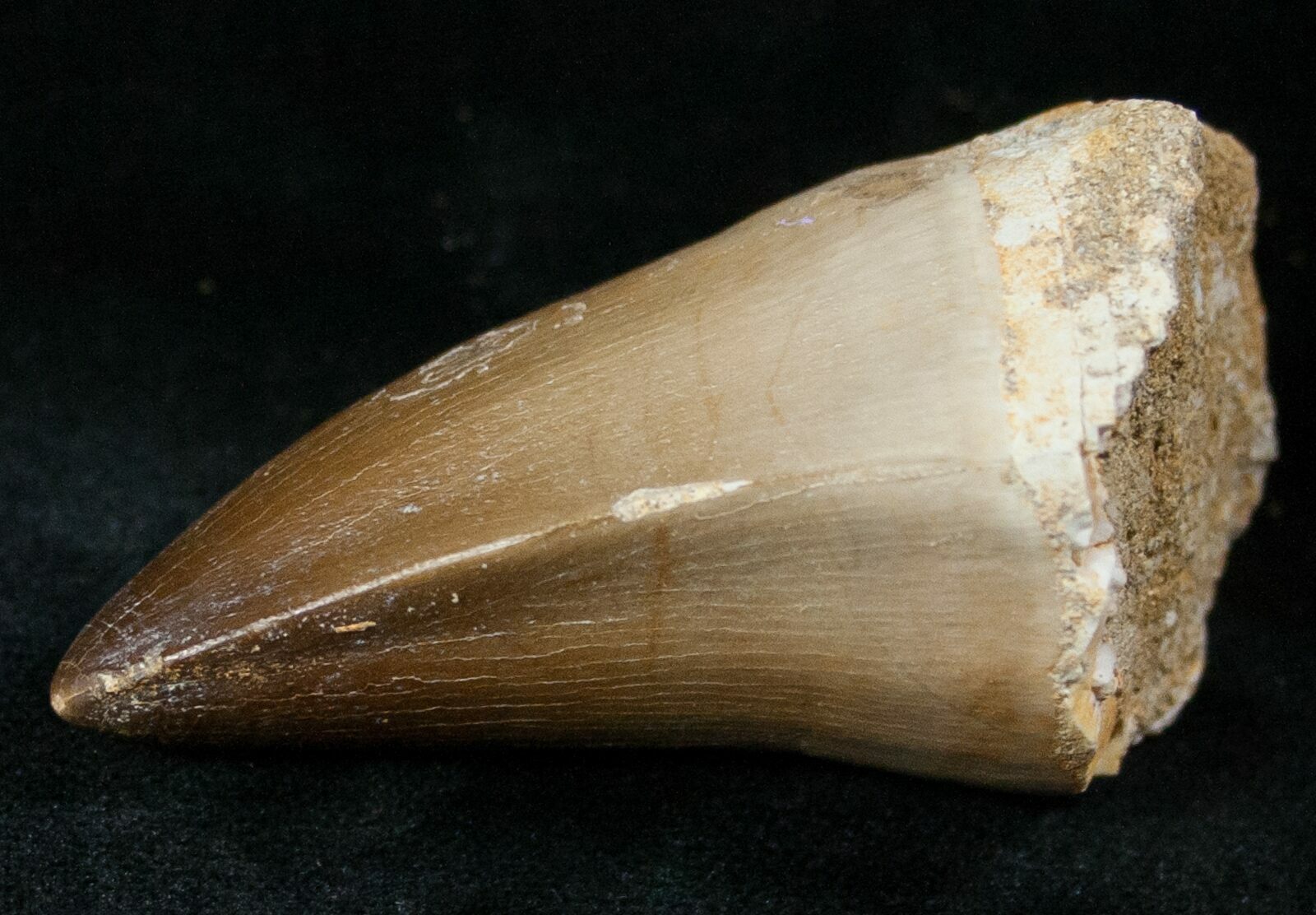 real mosasaur tooth