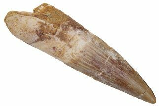 Fossil Spinosaurus Tooth - Real Dinosaur Tooth #222617