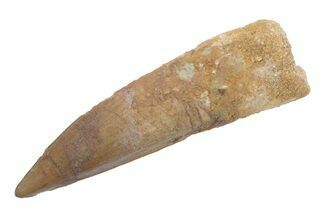 Fossil Spinosaurus Tooth - Real Dinosaur Tooth #222553