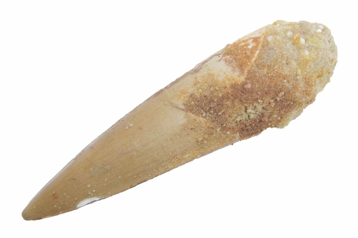 2" Fossil Spinosaurus Tooth Real Dinosaur Tooth (222558) For Sale