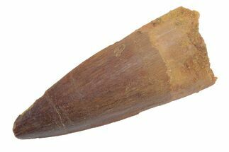 Fossil Spinosaurus Tooth - Real Dinosaur Tooth #222564