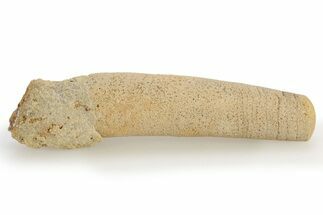 Ordovician, Cephalopod (Allumettoceras) Fossil - Wisconsin #221309