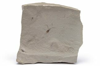 Fossil Beetle (Coleoptera) - Green River Formation #219736