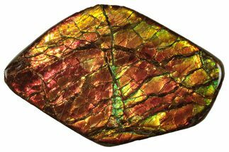 Iridescent Ammolite (Fossil Ammonite Shell) - Alberta, Canada #222692