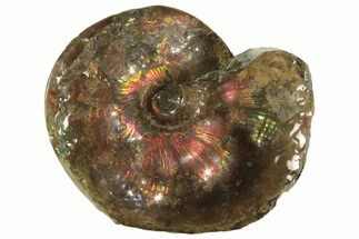 Iridescent Ammonite Fossil Preserved In Precious Ammolite! #222714