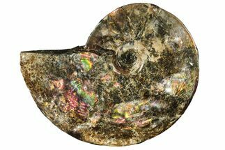 Iridescent Ammolite (Fossil Ammonite Shell) - Canada #222713