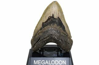 Fossil Megalodon Tooth - North Carolina #221812