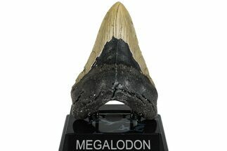 Fossil Megalodon Tooth - North Carolina #221821
