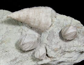 Multiple Blastoid & Horn Coral - Illinois #13608