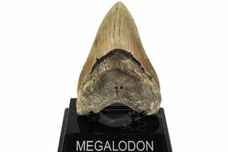 Fossil Megalodon Tooth - North Carolina #221844