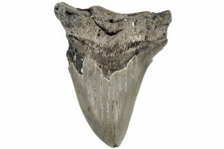 Serrated, Fossil Megalodon Tooth - North Carolina #221846