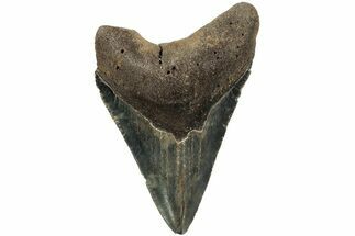 Serrated, Fossil Megalodon Tooth - North Carolina #219444