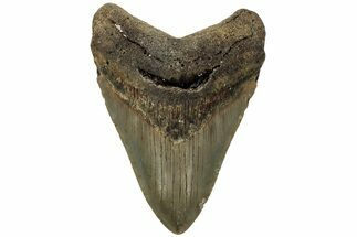 Fossil Megalodon Tooth - North Carolina #219463