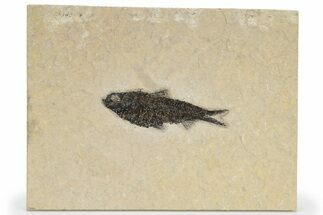 Eocene Fossil Fish (Knightia) - Wyoming #222832