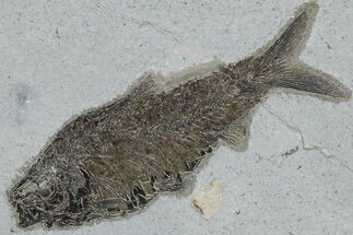 Eocene Fossil Fish (Knightia) - Wyoming #222851