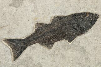 Phenomenal, Uncommon Fish Fossil (Mioplosus) - Wyoming #222872