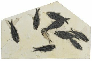 Knightia Fossil Fish Mortality Plate - Wyoming #222870