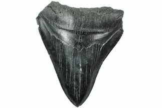 Serrated, Fossil Megalodon Tooth - South Carolina #203128